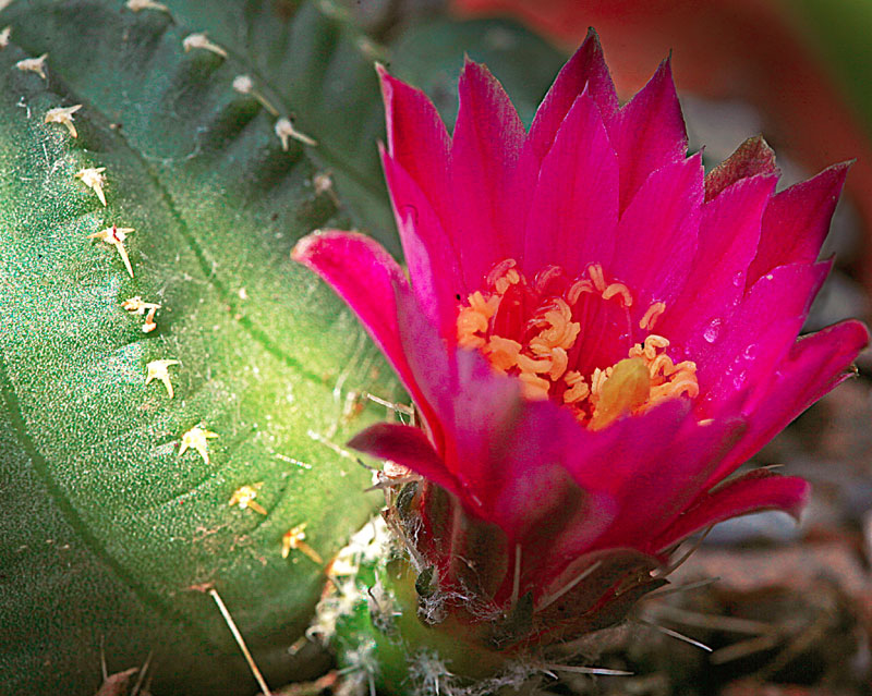Echinocereus pulchellus